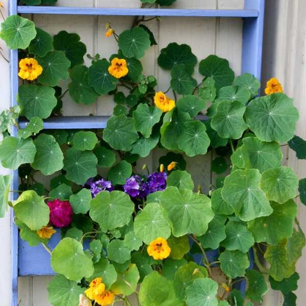 nasturtium-trailing-mix-seed-4 nasturtium-trailing-mix-seed-4