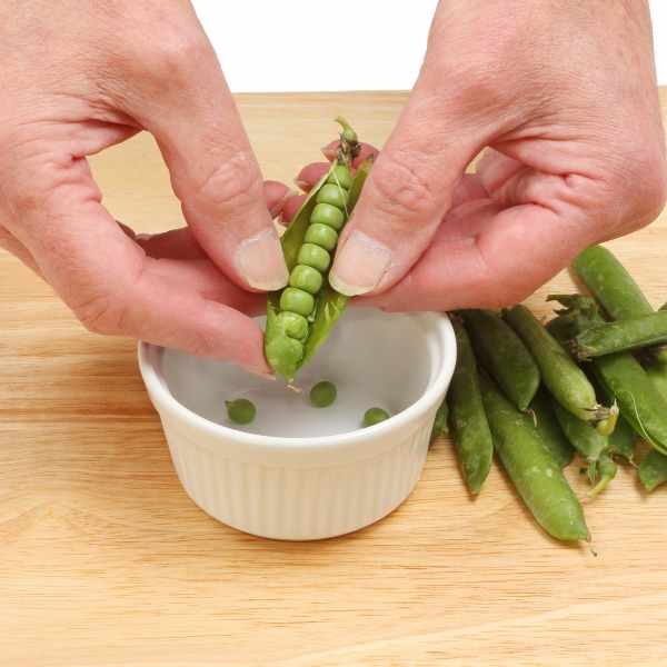 pea-greenfeast-lincoln-seeds-1 pea-greenfeast-lincoln-seeds-1