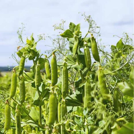 shelling-pea-greenfeast-lincoln-seeds