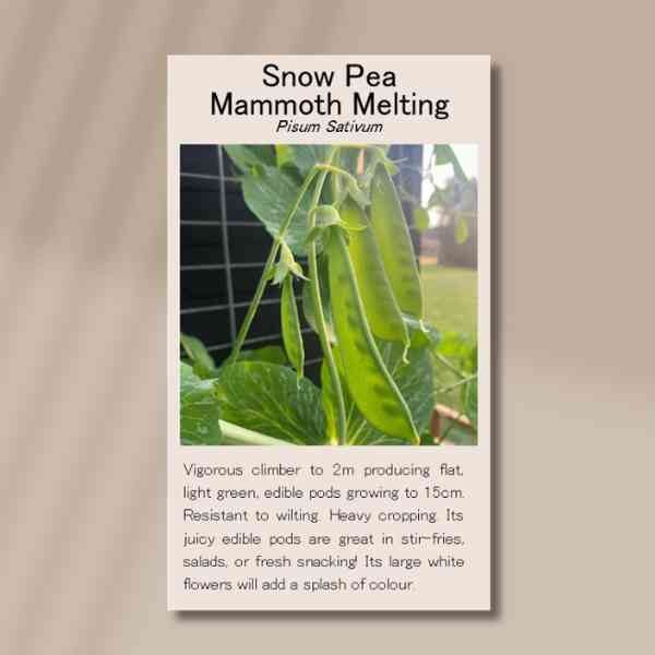 snow-pea-mammoth-front snow-pea-mammoth-front