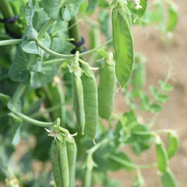 snow-pea-mammoth-melting-seeds-1 snow-pea-mammoth-melting-seeds-1