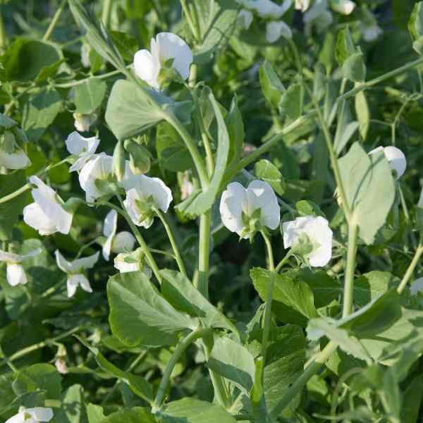 snow-pea-mammoth-melting-seeds-2 snow-pea-mammoth-melting-seeds-2