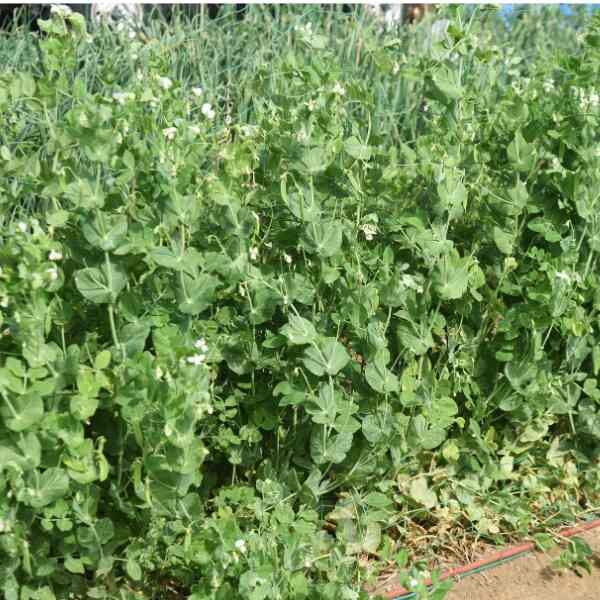 snow-pea-mammoth-melting-seeds-3 snow-pea-mammoth-melting-seeds-3