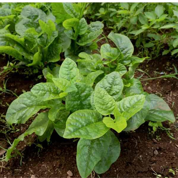 spinach-monstreux-de-viroflay-seeds-1 spinach-monstreux-de-viroflay-seeds-1