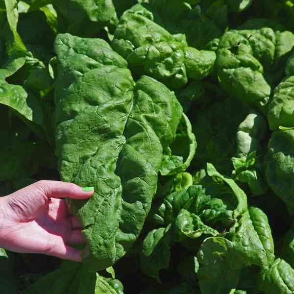 spinach-monstreux-de-viroflay-seeds-3 spinach-monstreux-de-viroflay-seeds-3