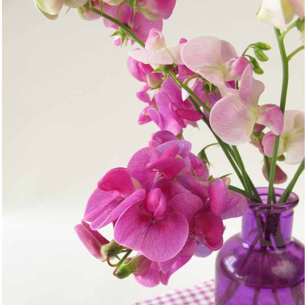 How to grow Sweet Peas