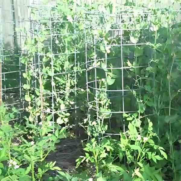 telephone-pea-seeds-4 telephone-pea-seeds-4