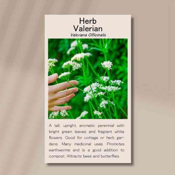 valerian-back valerian-back