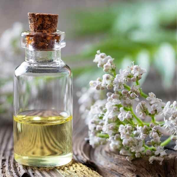 valerian-seeds-2 valerian-seeds-2