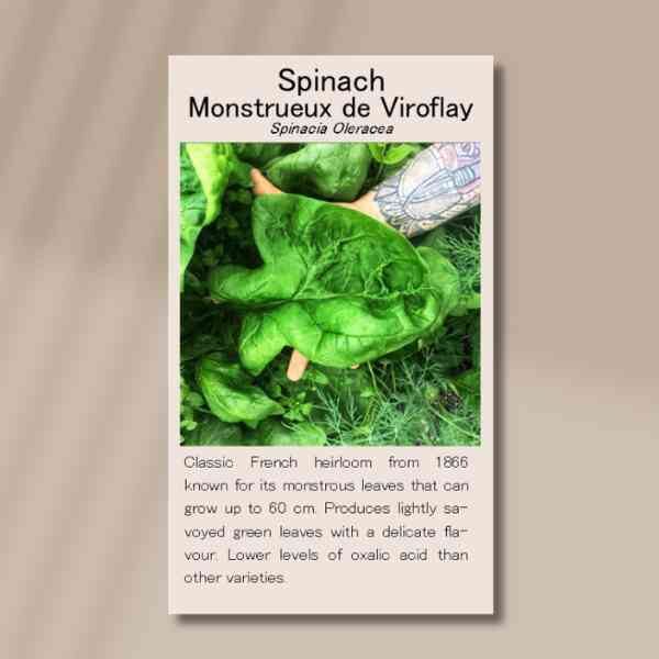 viroflay-front viroflay-front