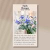 borage-back