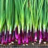 bunching-onion-red-beard-seeds-1