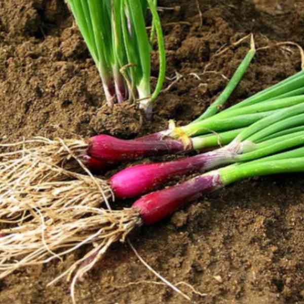 bunching onion red beard seeds 2