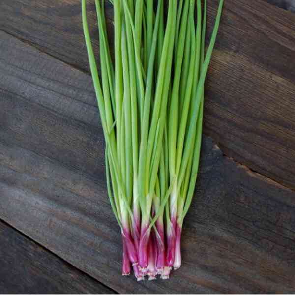 bunching-onion-red-beard-seeds-3 bunching-onion-red-beard-seeds-3