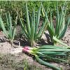 bunching-onion-red-beard-seeds-4