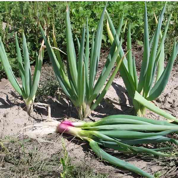 bunching onion red beard seeds 4