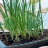 bunching-onion-winter-ishikura-seeds-3