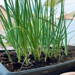 bunching-onion-winter-ishikura-seeds-3