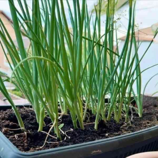 bunching-onion-winter-ishikura-seeds-3 bunching-onion-winter-ishikura-seeds-3
