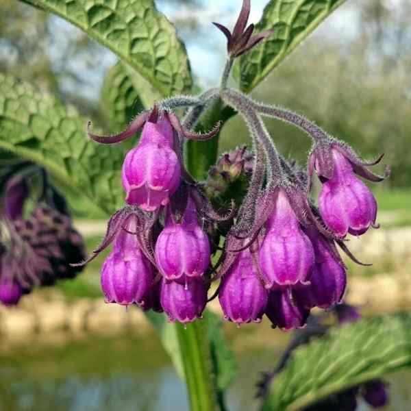 comfrey-seeds-2 comfrey-seeds-2