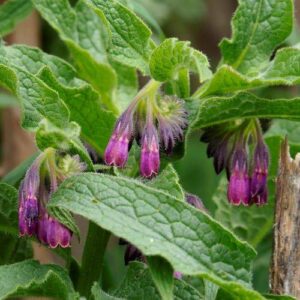 Comfrey