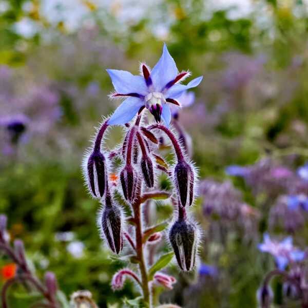 borage plant in a meadow