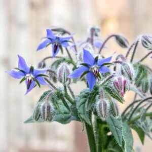 Borage