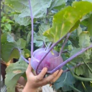 Kohl Rabi Purple Vienna