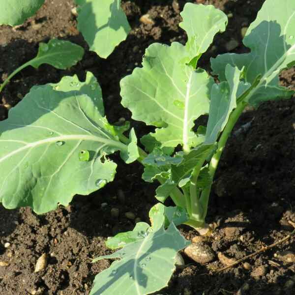 kohlrabi-white-vienna-seeds-2 kohlrabi-white-vienna-seeds-2