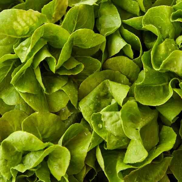 lettuce-butter-crunch-seeds-1 lettuce-butter-crunch-seeds-1