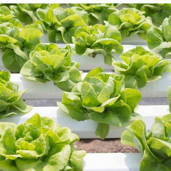 lettuce-butter-crunch-seeds-3 lettuce-butter-crunch-seeds-3