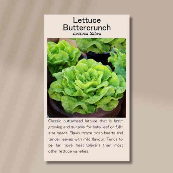 lettuce buttercrunch-seeds-front lettuce buttercrunch-seeds-front