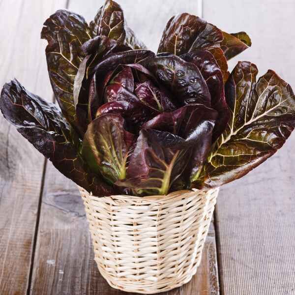 lettuce-rouge-d-hiver-seed-2 lettuce-rouge-d-hiver-seed-2