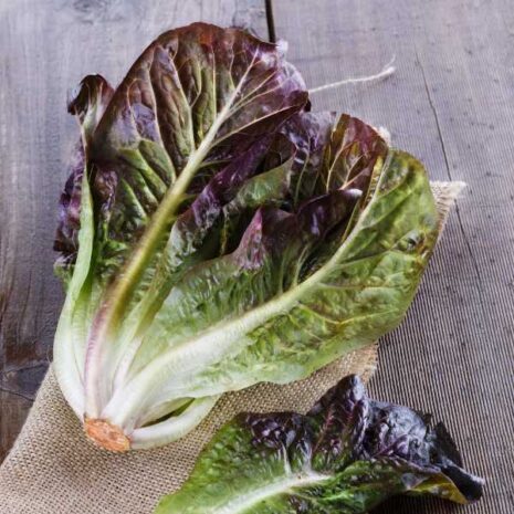lettuce-rouge-d-hiver-seed