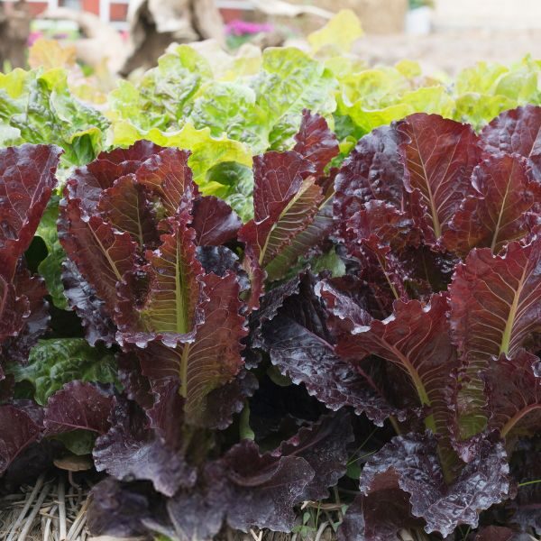 mustard-green-osaka-purple-seeds-1 mustard-green-osaka-purple-seeds-1