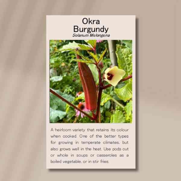 okra-burgundy-front okra-burgundy-front