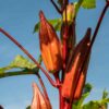 okra-burgundy-seeds-1