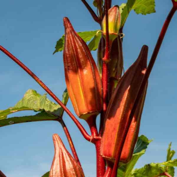 okra-burgundy-seeds-1