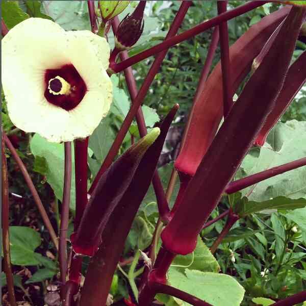 okra-burgundy-seeds-2 okra-burgundy-seeds-2