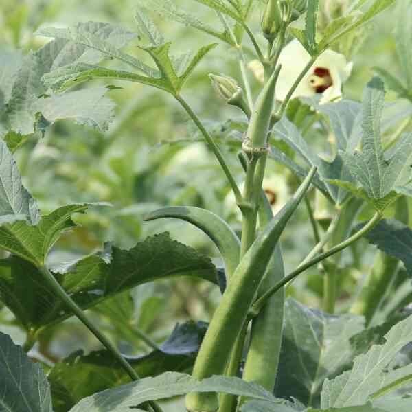 okra-clemsons-seeds-1 okra-clemsons-seeds-1