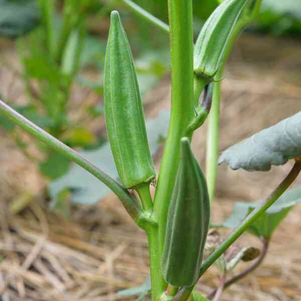 okra-clemsons-seeds-2 okra-clemsons-seeds-2