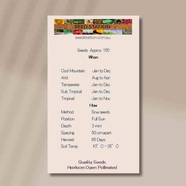 osaka-back osaka-back