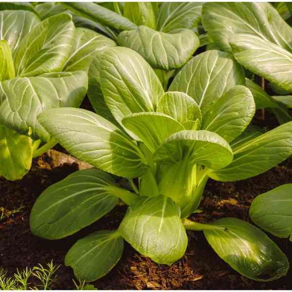 pak-choy-canton-white-seeds-1 pak-choy-canton-white-seeds-1