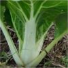 pak-choy-canton-white-seeds-3