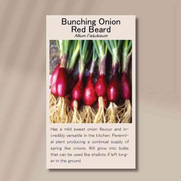 red-beard-front red-beard-front