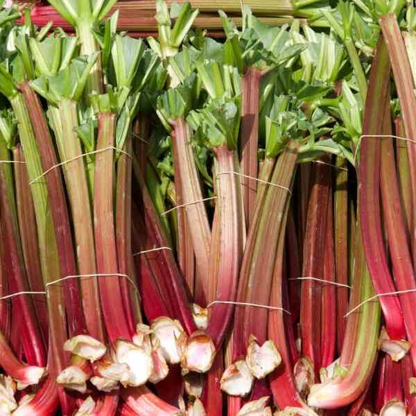 rhubarb-crimson-victoria-seeds-1 rhubarb-crimson-victoria-seeds-1
