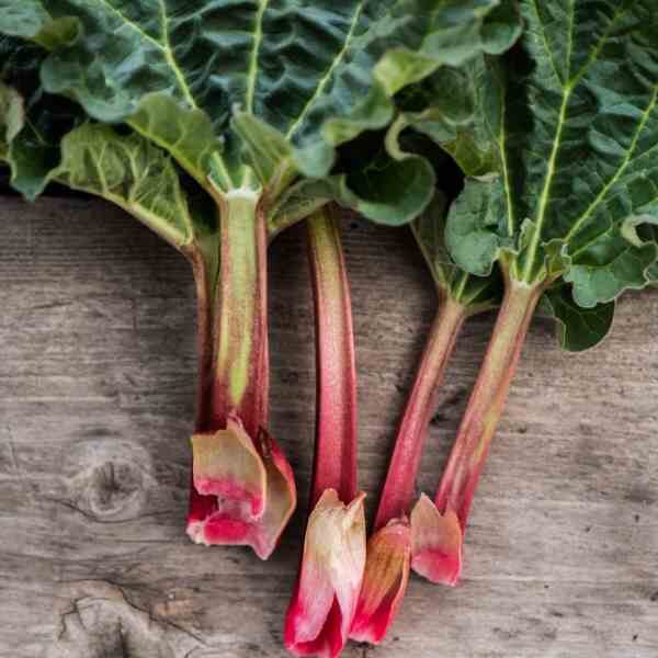 rhubarb-crimson-victoria-seeds-2 rhubarb-crimson-victoria-seeds-2