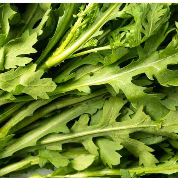 shungiku-seeds-1 shungiku-seeds-1