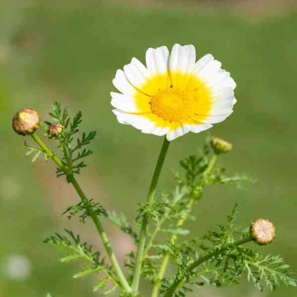 shungiku-seeds-3 shungiku-seeds-3