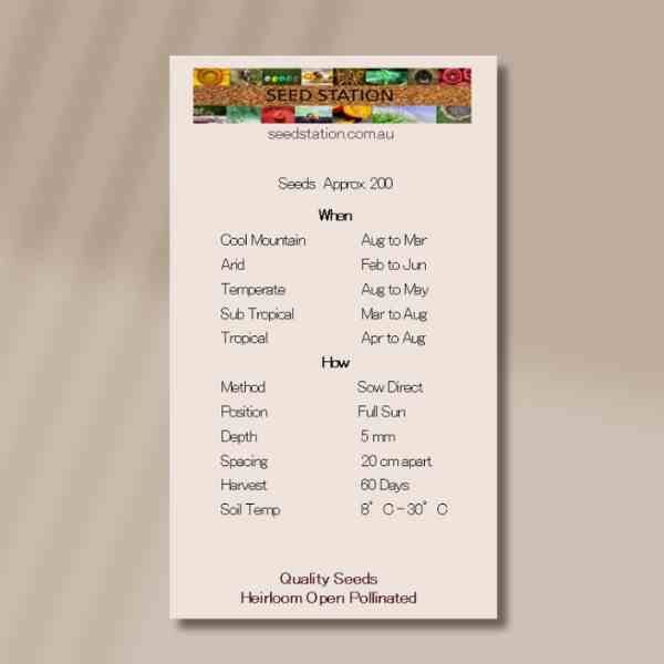 white-vienna-back white-vienna-back